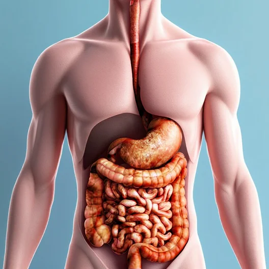 Digestive system before our custom meal plan